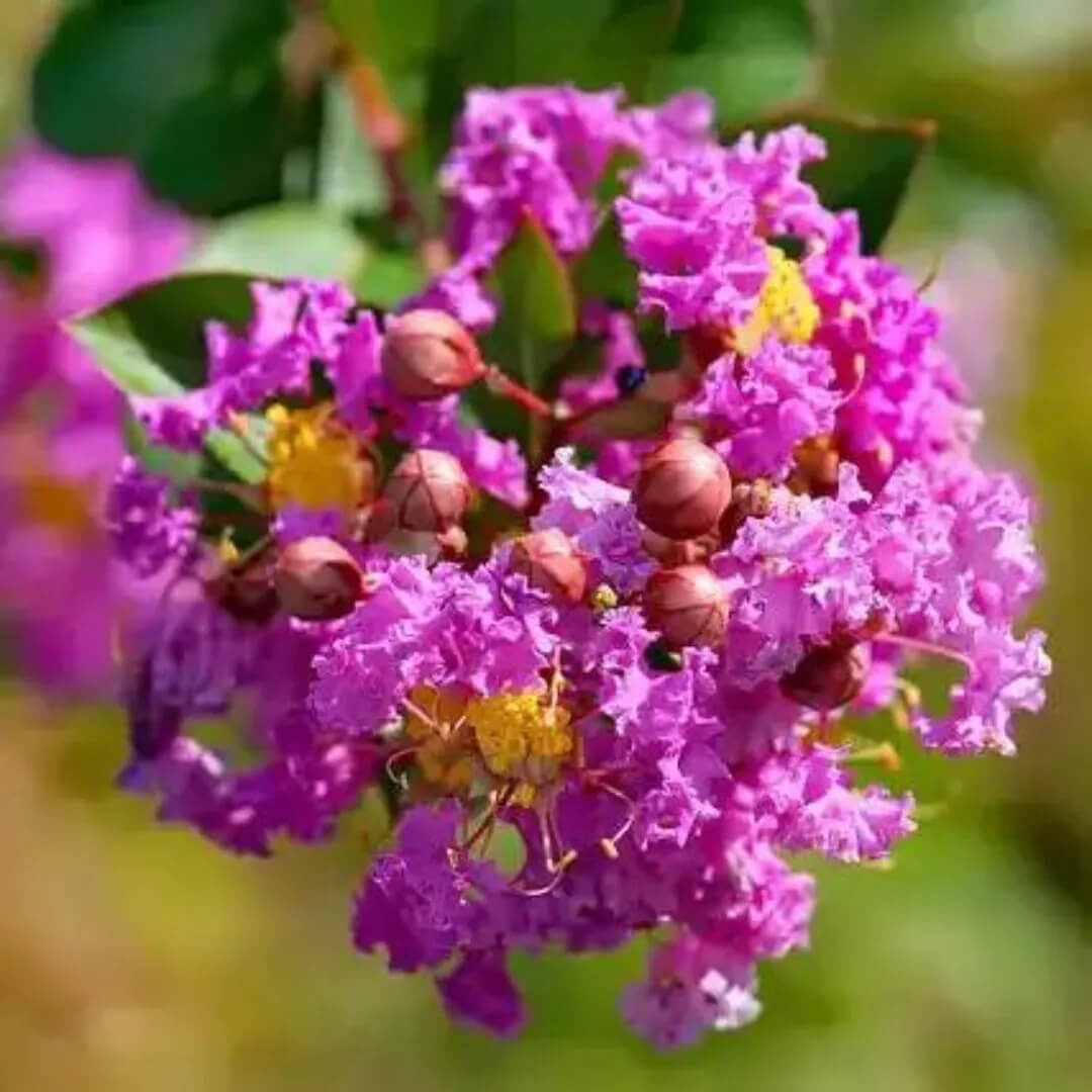 Perennial Crape Myrtle plant