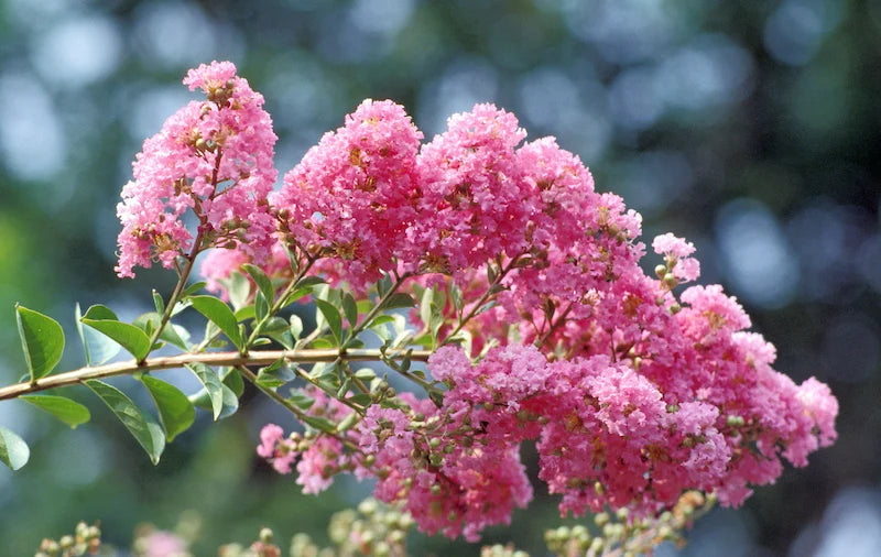 Crape Myrtle Flower Seeds for Planting – Heirloom Non-GMO Garden Seeds