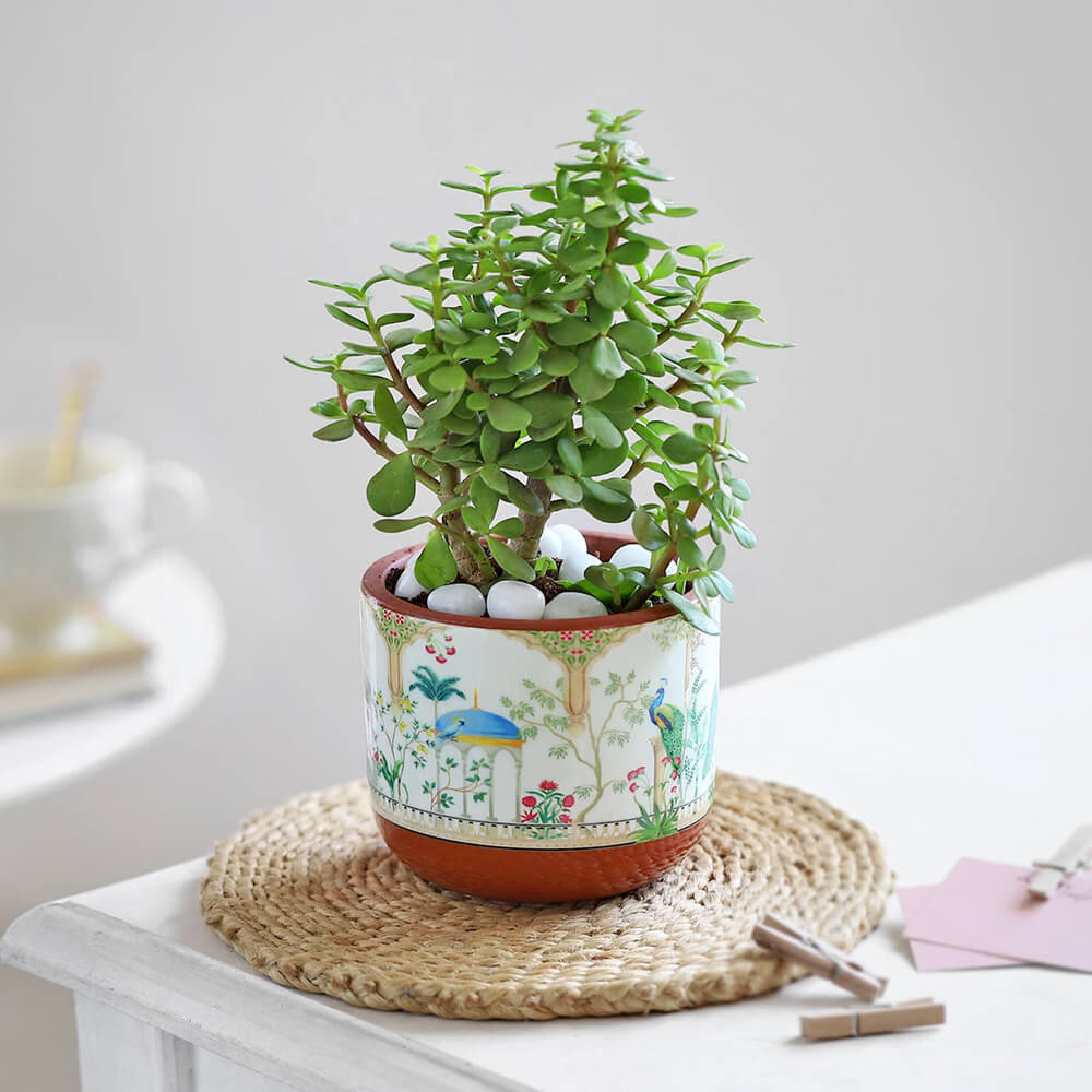 Crassula Ovata plant