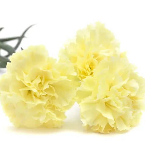 Cream Carnation Dianthus plant
