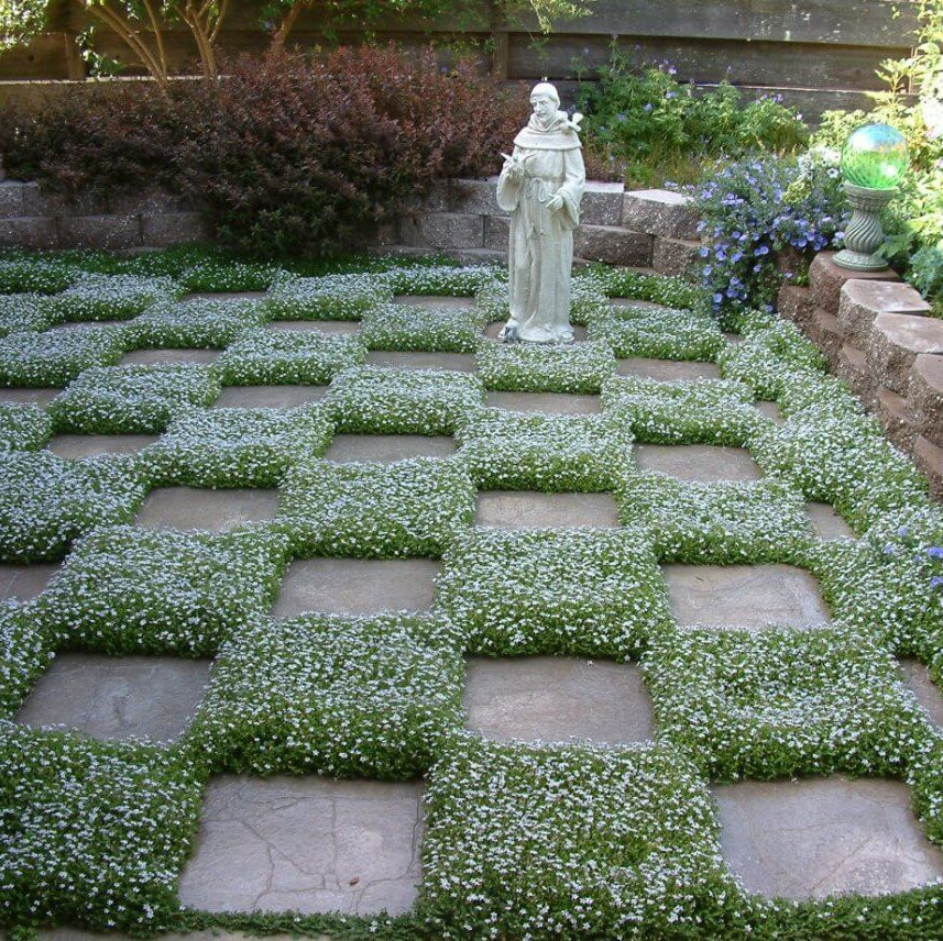 Creeping Blue Star plant