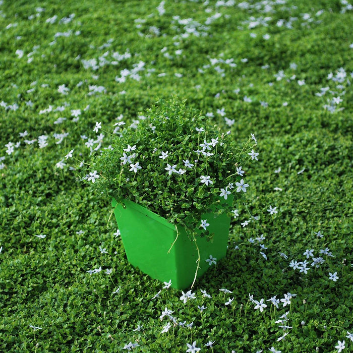 Creeping Ground Cover plant