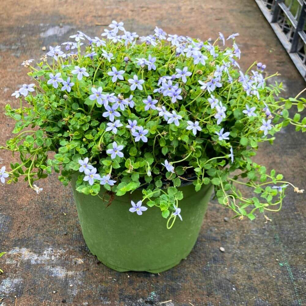 Creeping Ground Cover plant