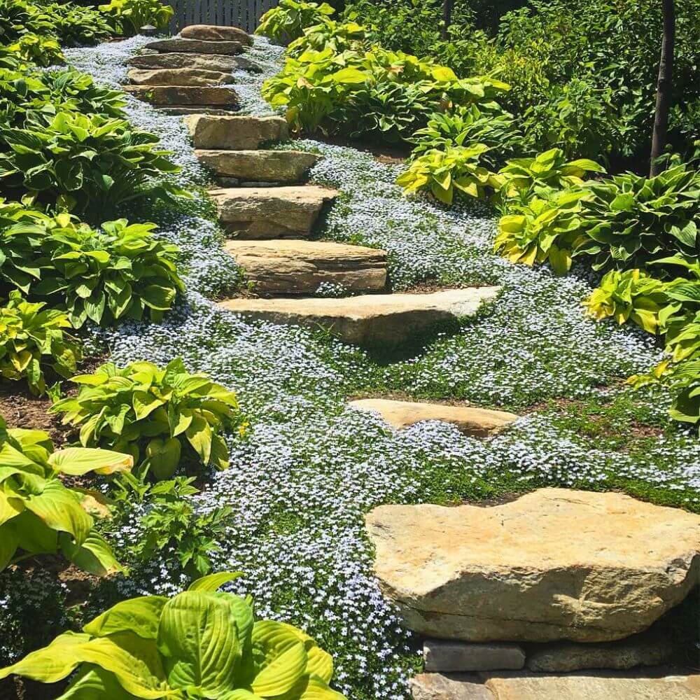 Creeping Ground Cover plant