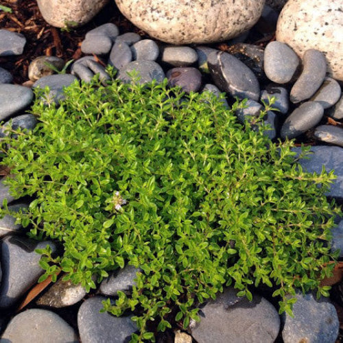 Creeping Herb plant