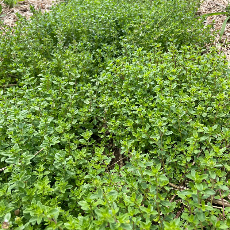 Creeping Herb plant