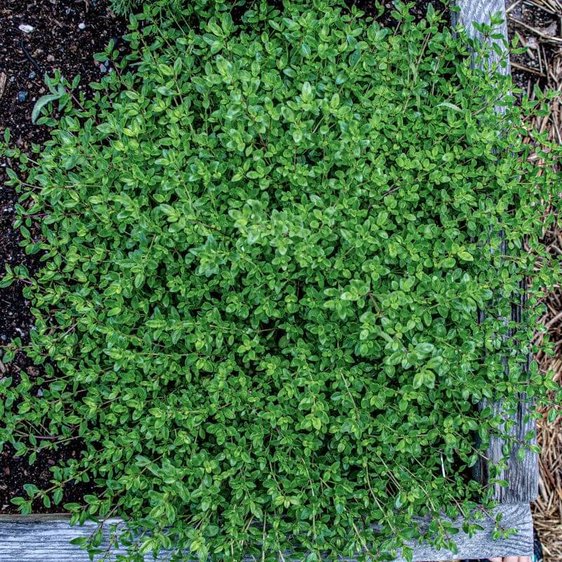 Creeping Herb plant
