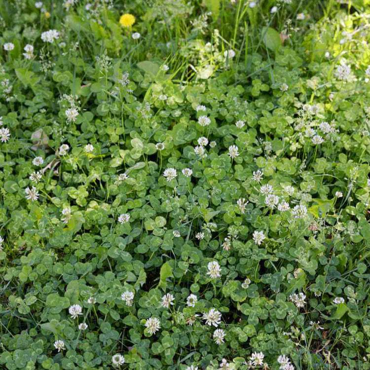 Creeping Herb plant