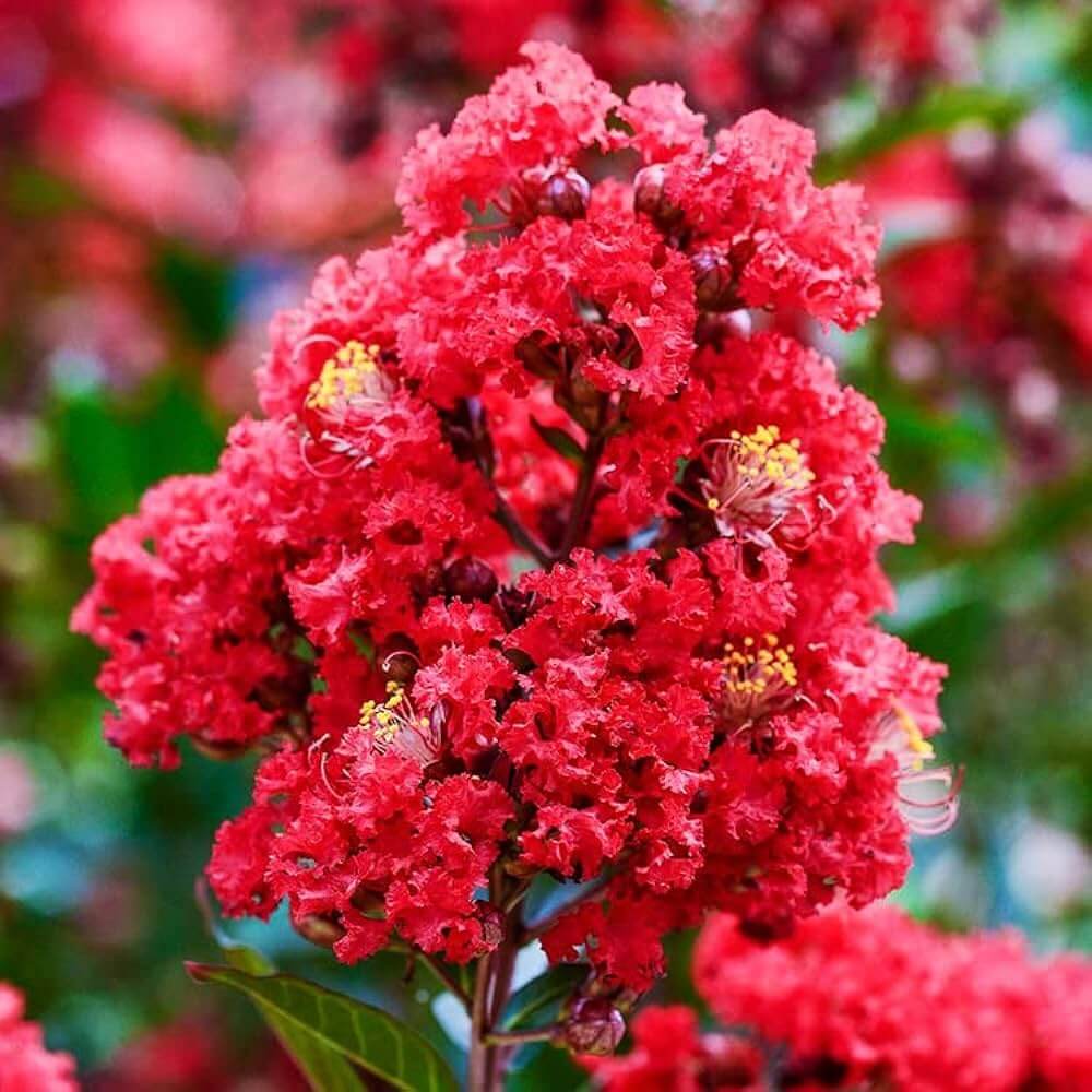 Crepe Myrtle plant