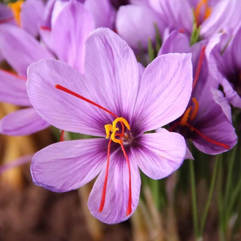 Crocus Sativus plant