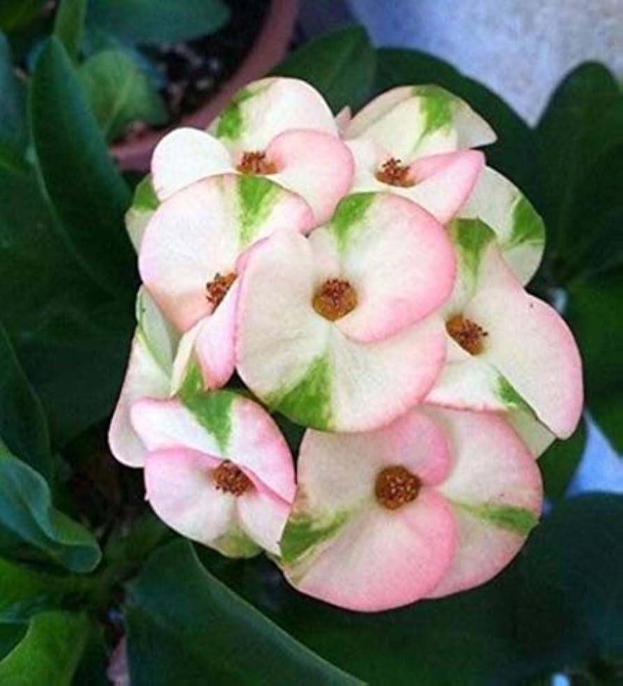 Crown Of flower seeds
