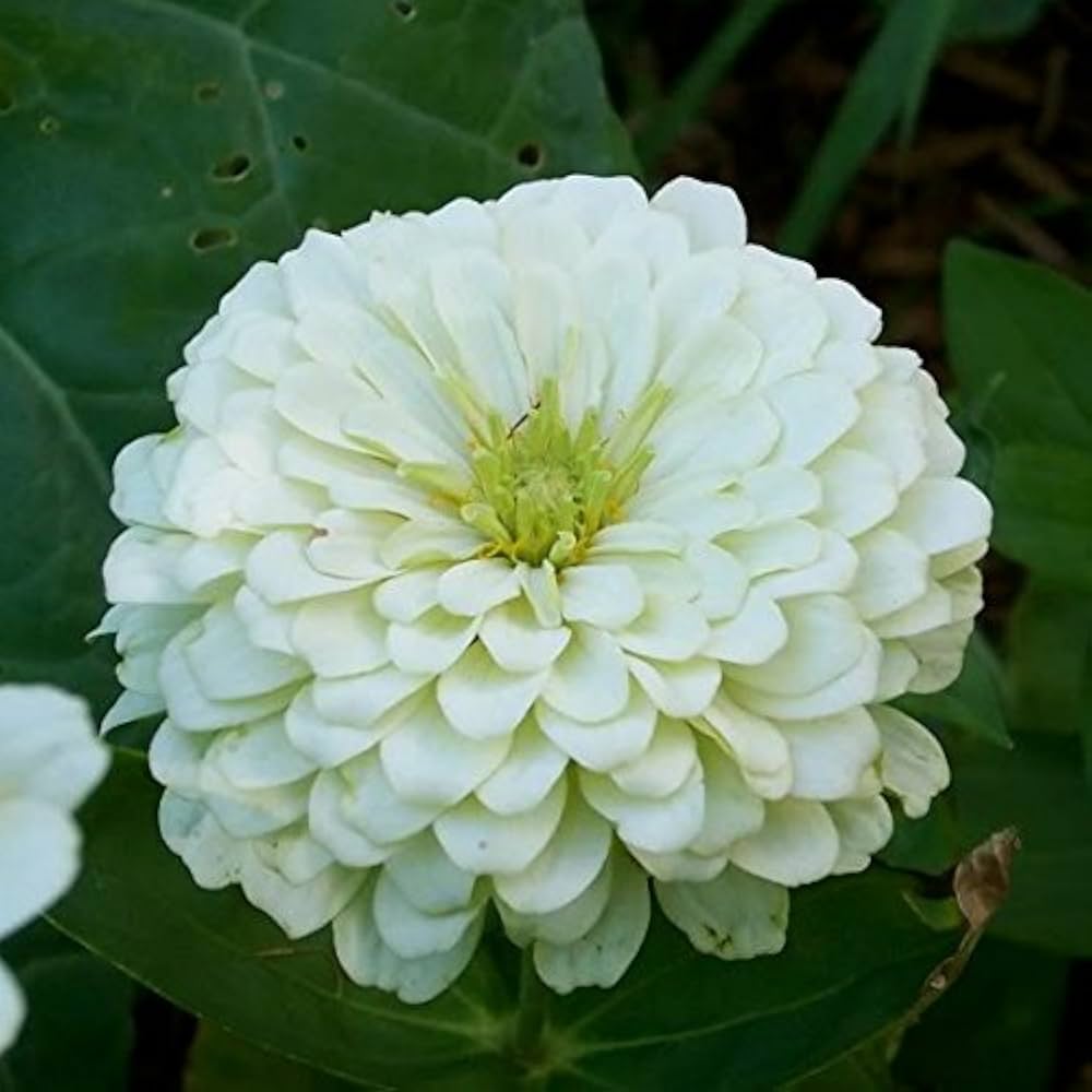 Cupcake Zinnias plant