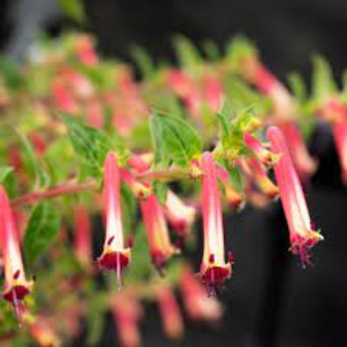 Cigar Plant Cuphea plant