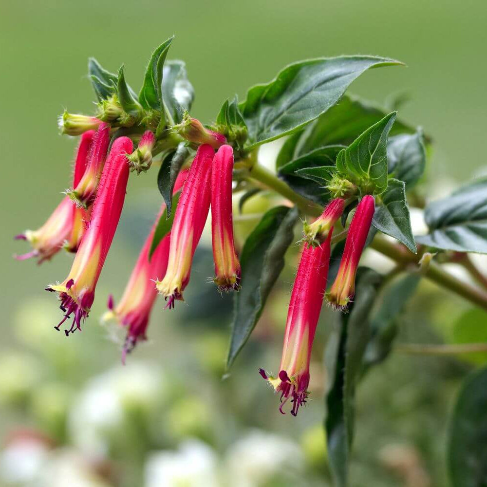 Cigar Plant Cuphea plant