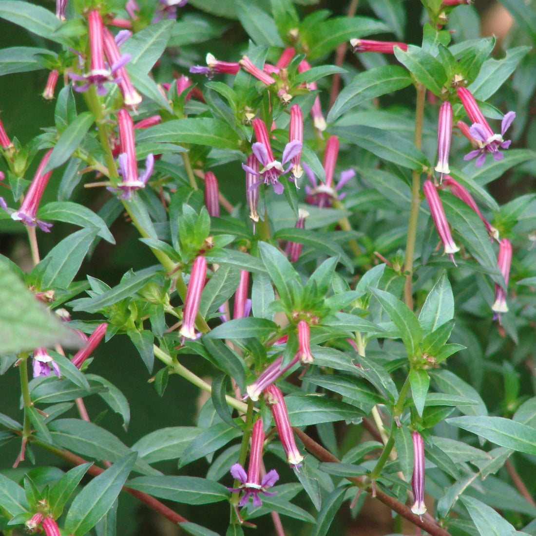 Cuphea Ignea flower seeds