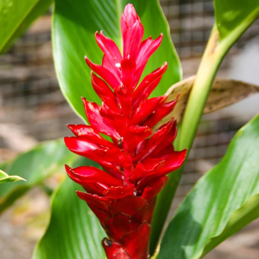 Red Curcuma flower seeds