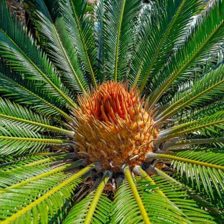 Cycas Palm Plant