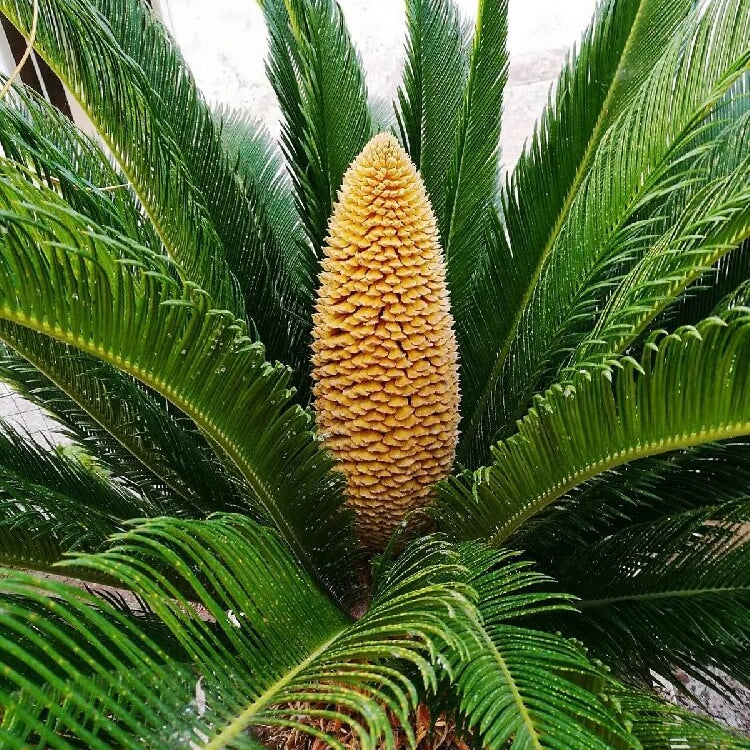 Cycas Palm Plant
