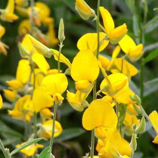 Light Yellow flower seeds