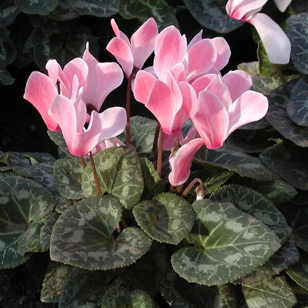 Persicum flower seeds