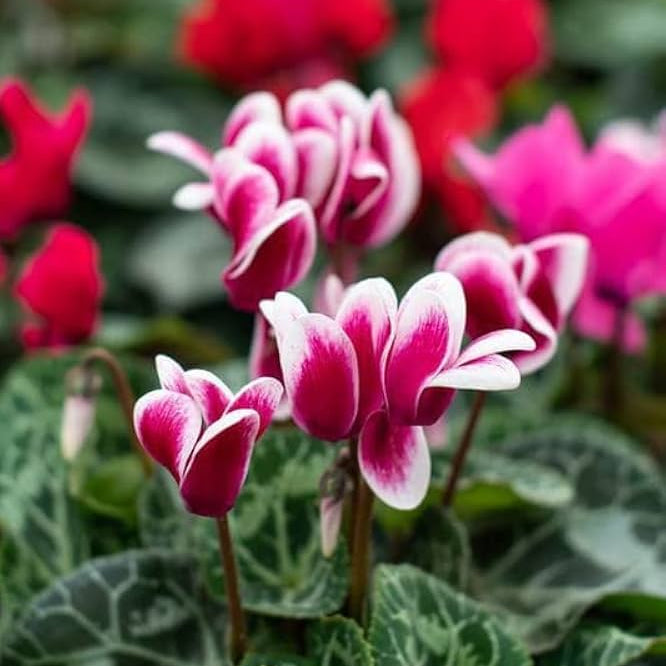 & White Cyclamen plant