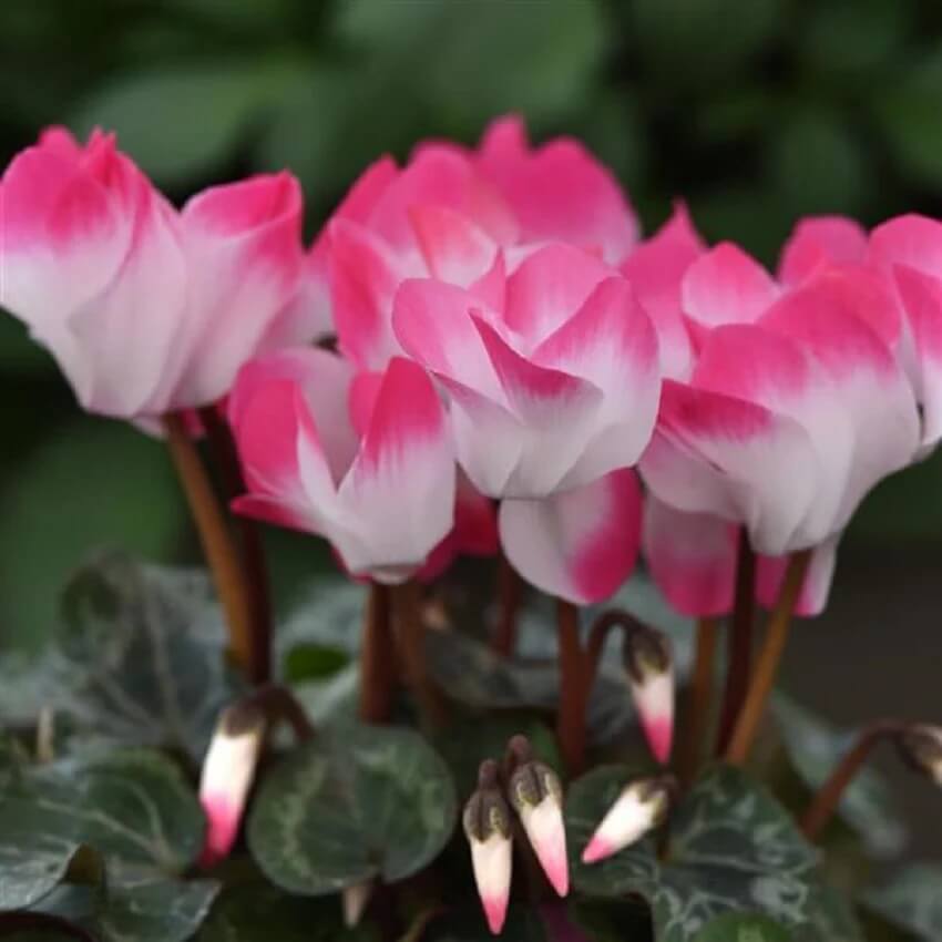 Cyclamen plant