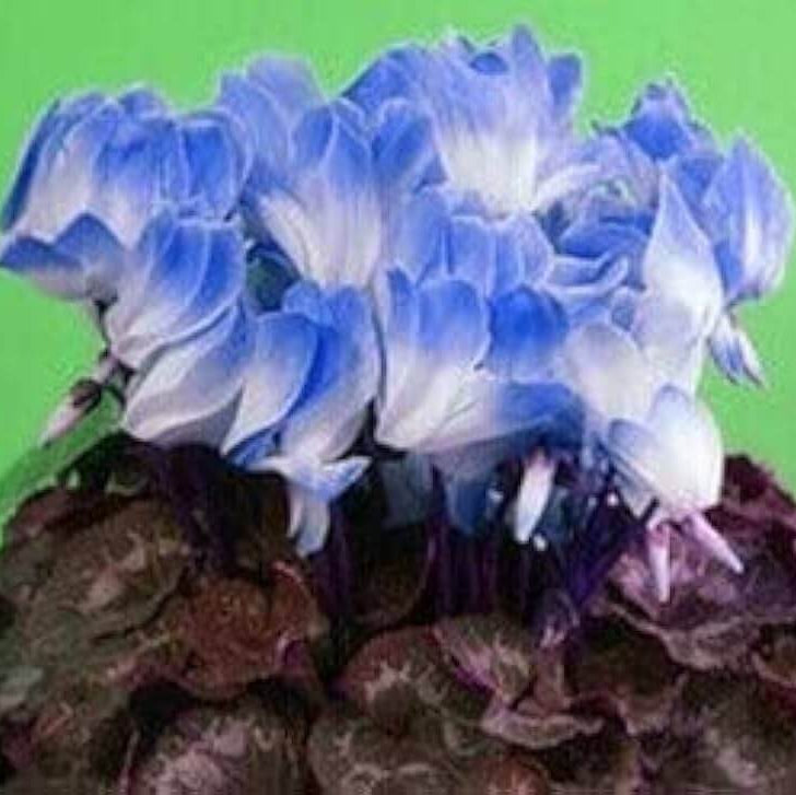 & White Cyclamen plant