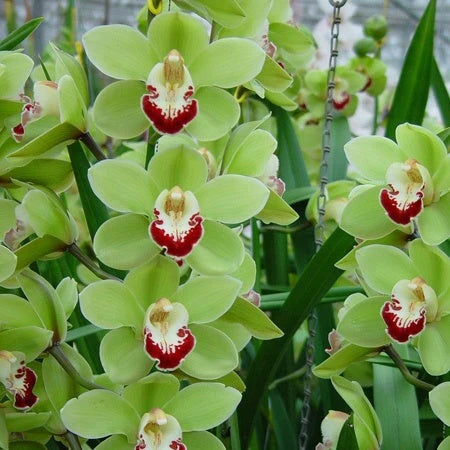 Light Green flower seeds