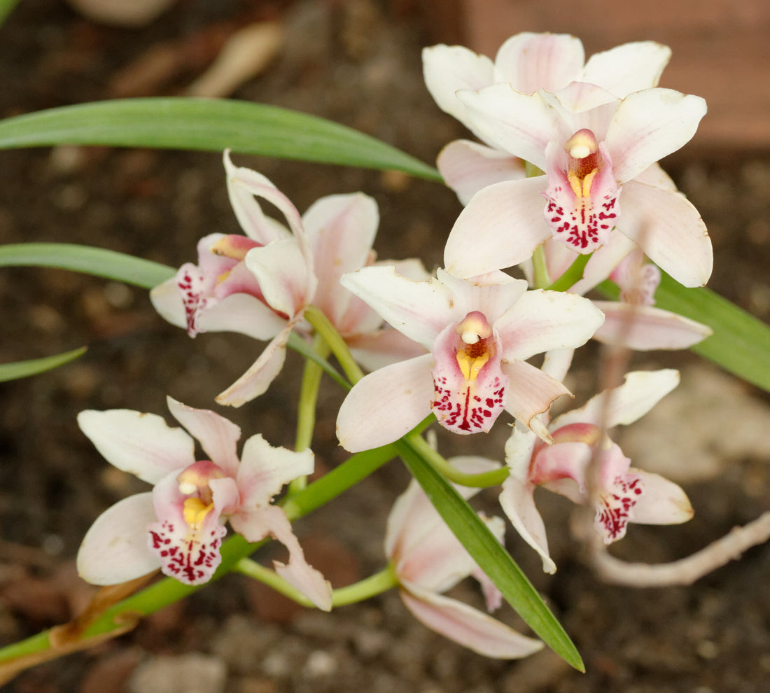 Cymbidium Orchid flower seeds