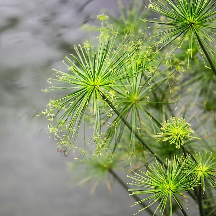 Cyperus Papyrus plant