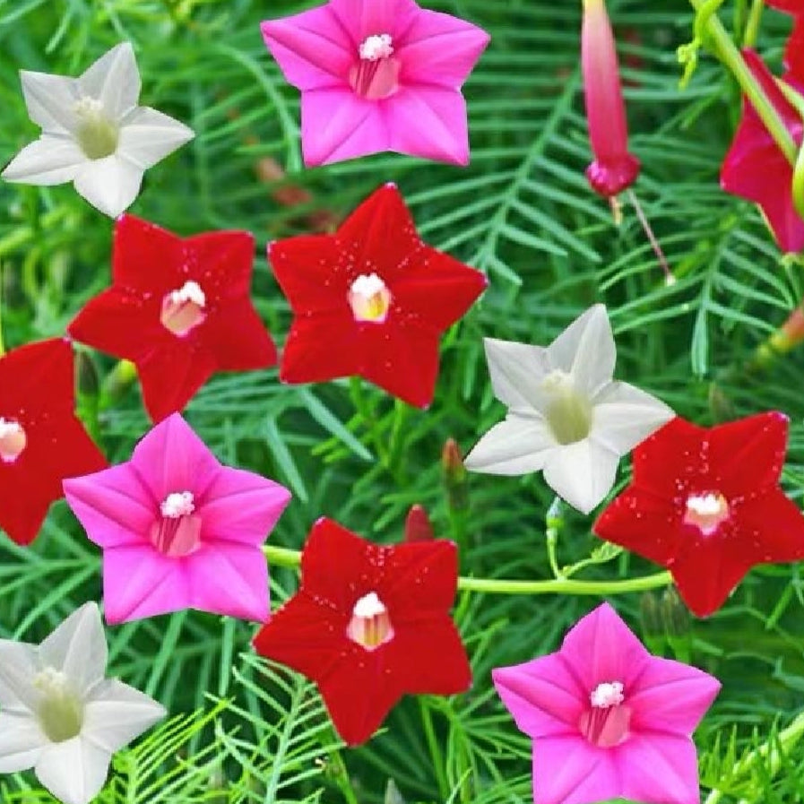 Scarlet Cypress Vine plant