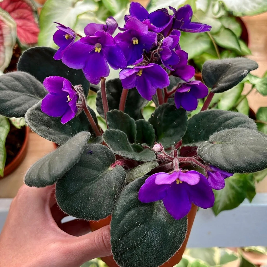 Violet And flower seeds