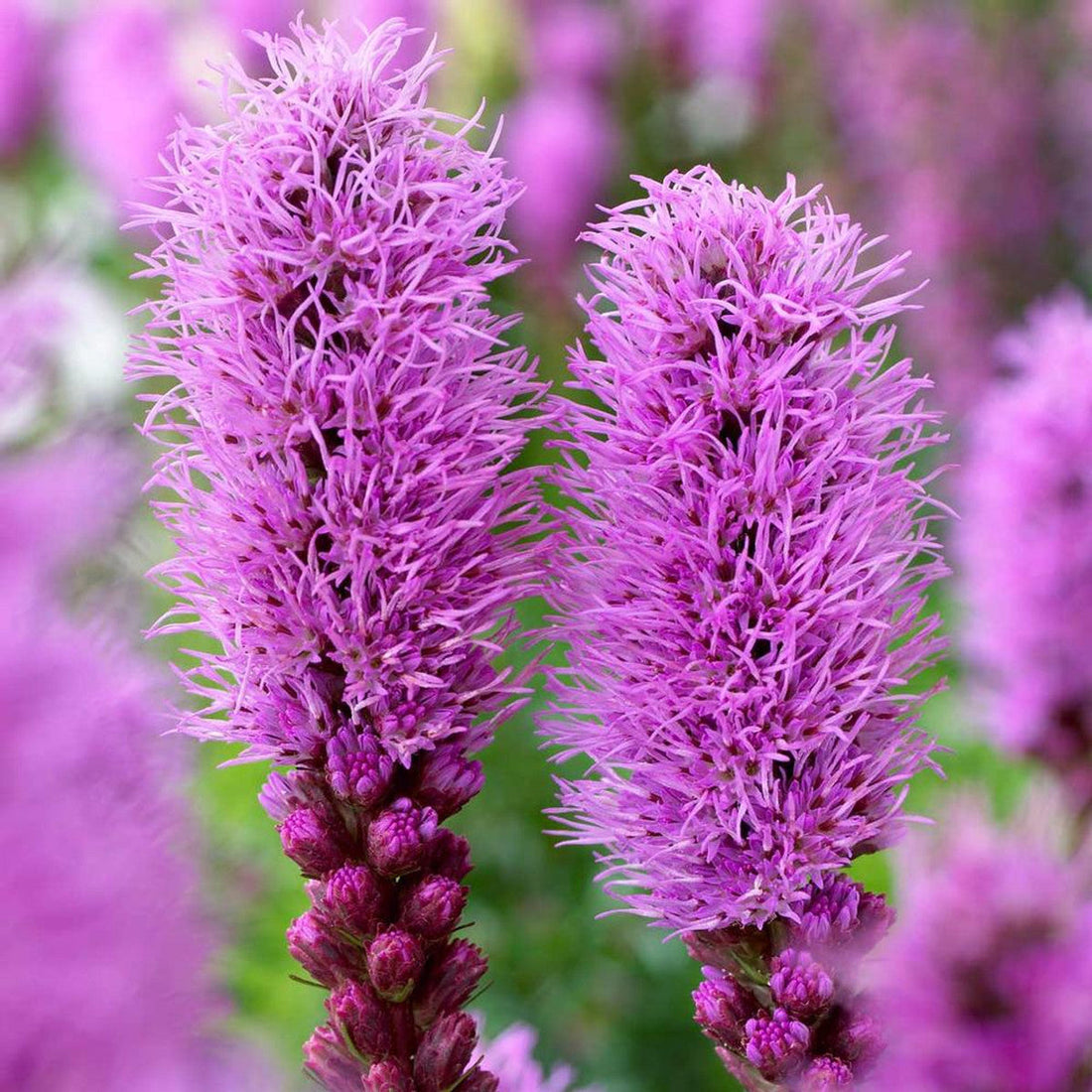 Blazing flower seeds