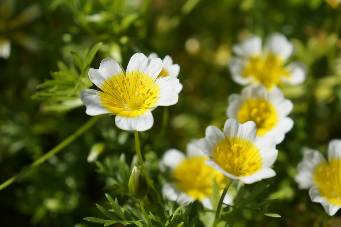 Limnanthes Douglasii flower seeds