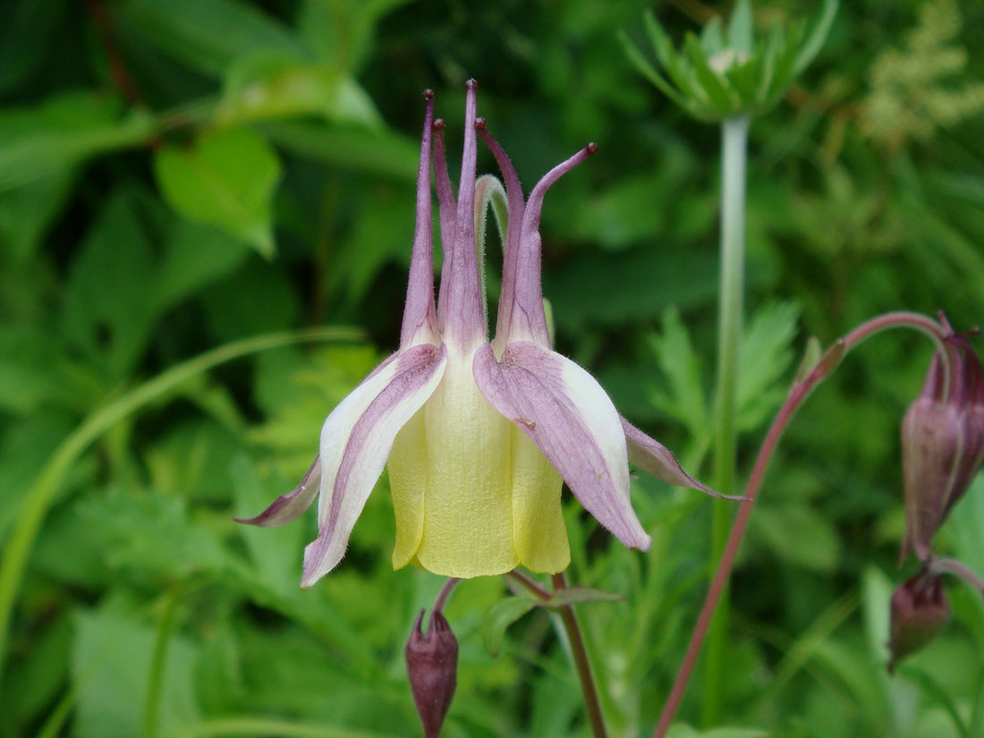 Buergeriana flower seeds