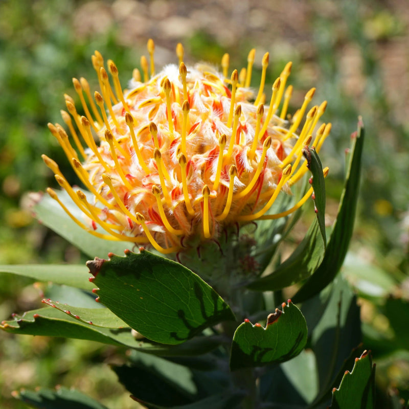 Orange and Yellow Protea Flower Seeds for Planting – Heirloom Non-GMO Garden Seeds