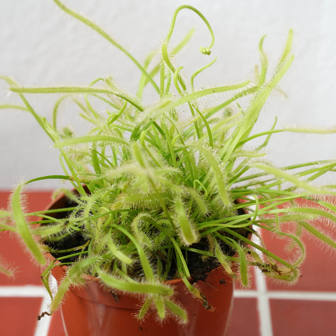 Light Green flower seeds