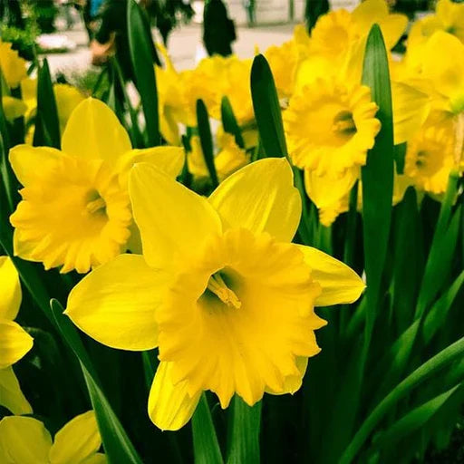 Daffodil flower seeds