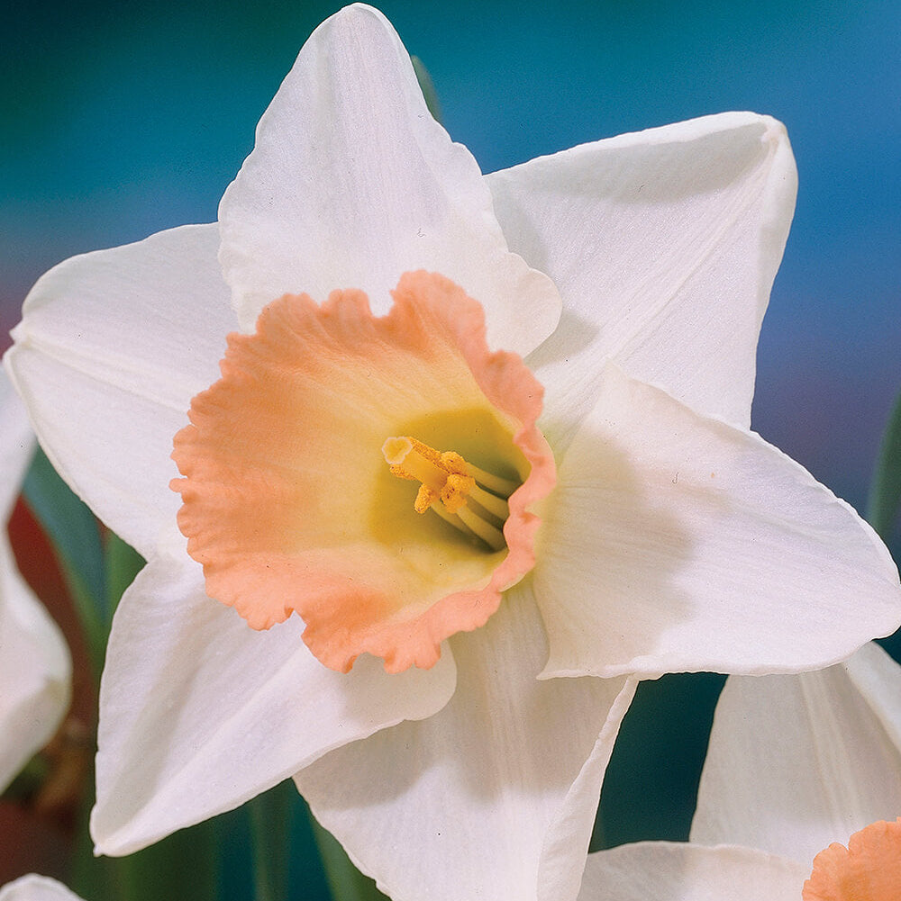 Peach Daffodil plant
