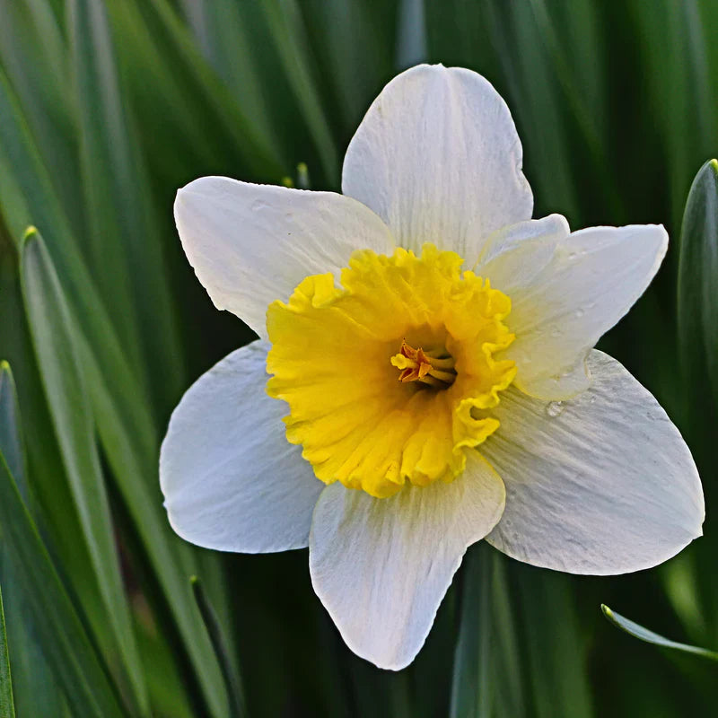 White Daffodil flower seeds