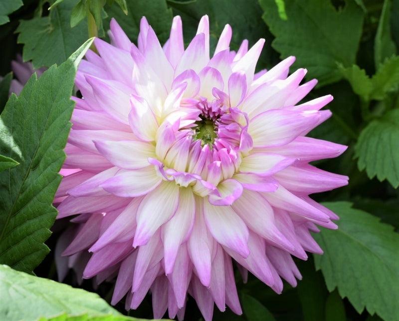 Karma Amanda Dahlia Flower Seeds for Planting – Heirloom Non-GMO Garden Seeds