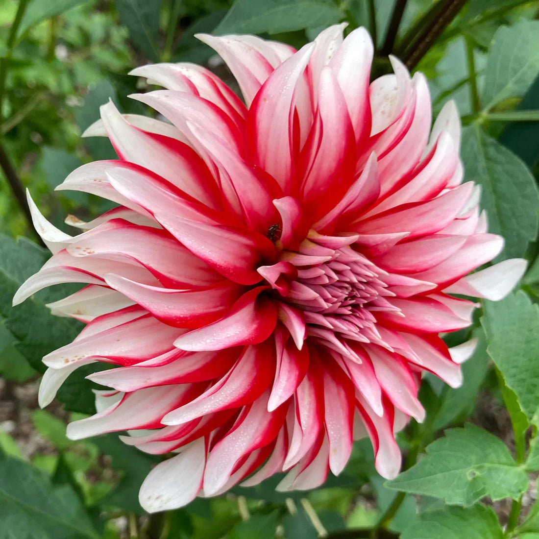 Dahlia Santa flower seeds