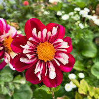 Rumble Collarette Dahlia plant