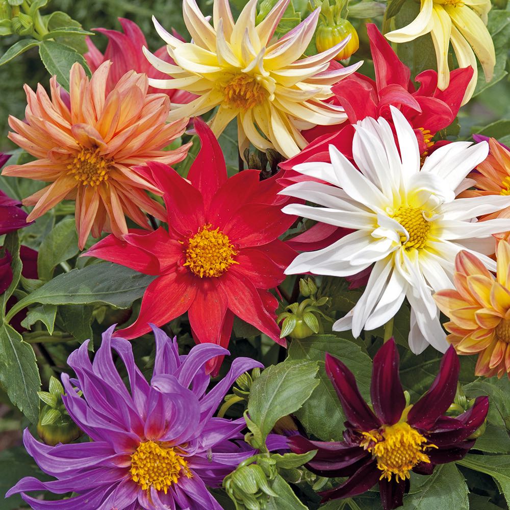 Cactus Dahlia plant