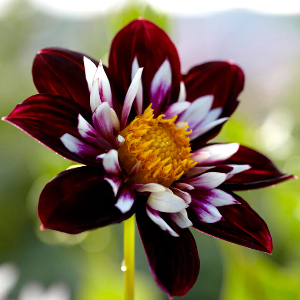 Night Butterfly flower seeds