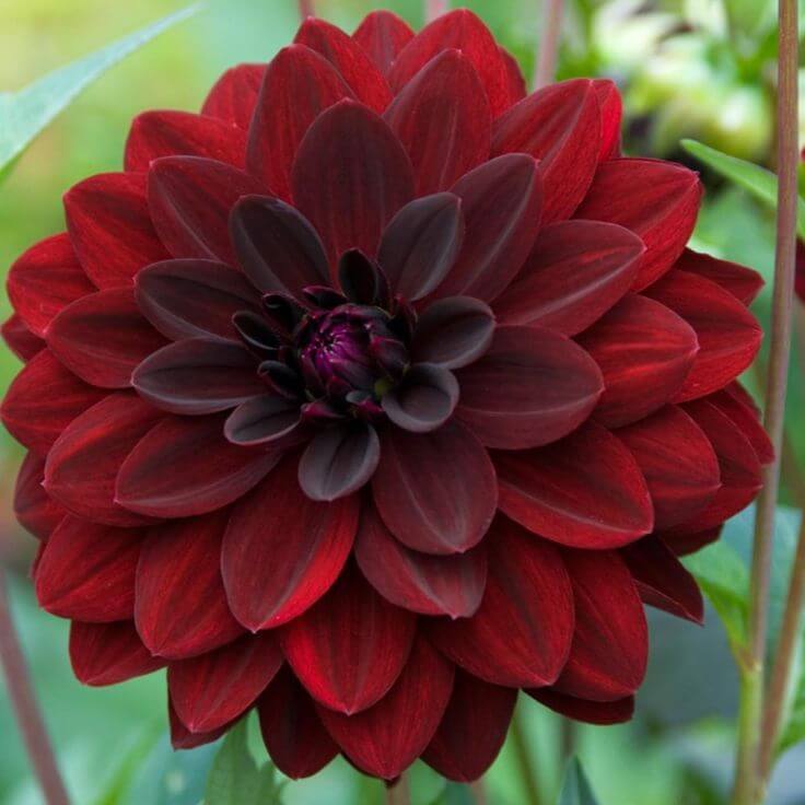 Night Wildflower Dahlia plant