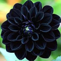 Black Pompon Dahlia plant