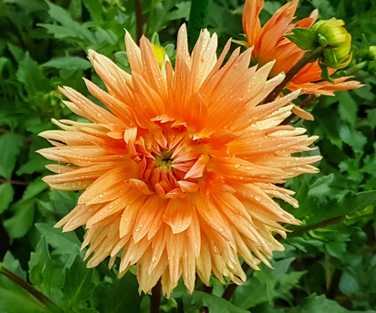 Cactus Dahlia plant