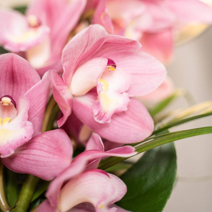 Baby Pink flower seeds