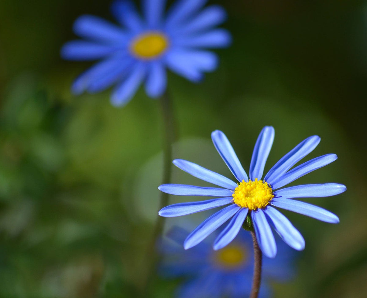 Blue Daisy plant